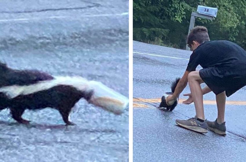  The boy acted bravely to help the needed animal