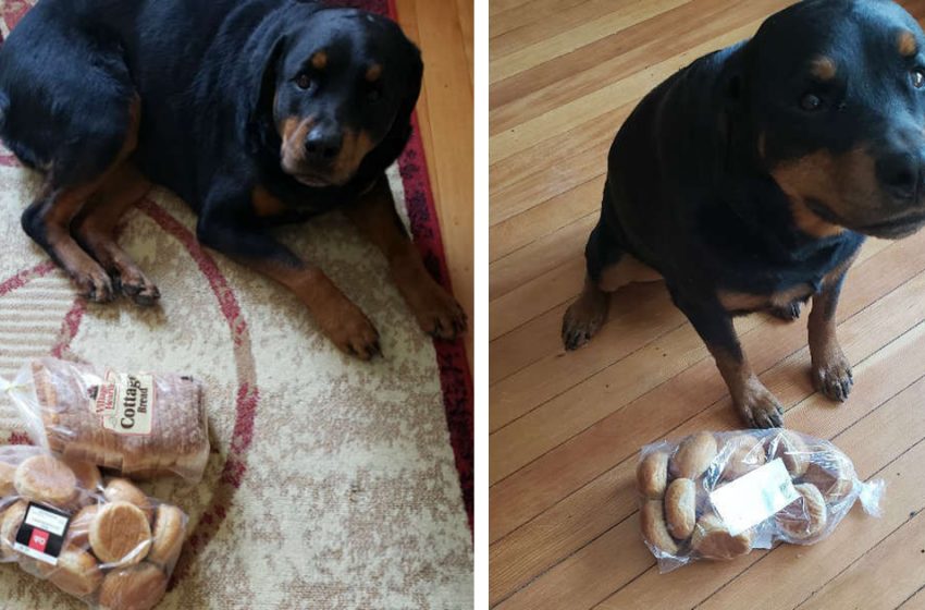  The cute dog found an unusual thing to guard and protect