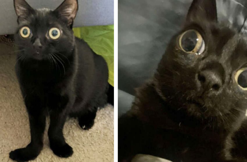  This unusual cat, rescued from being abandoned, turned to be like an alien