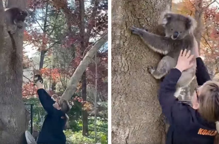  The kind rescuer helped the poor koala reunite with his mom