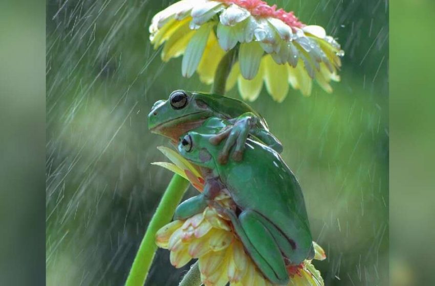  The photographer captured an amazing moment of two frogs hugging each other