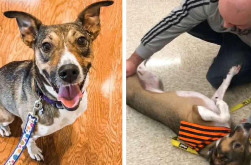 The man found his beloved pet and reunited with her during the adoption event