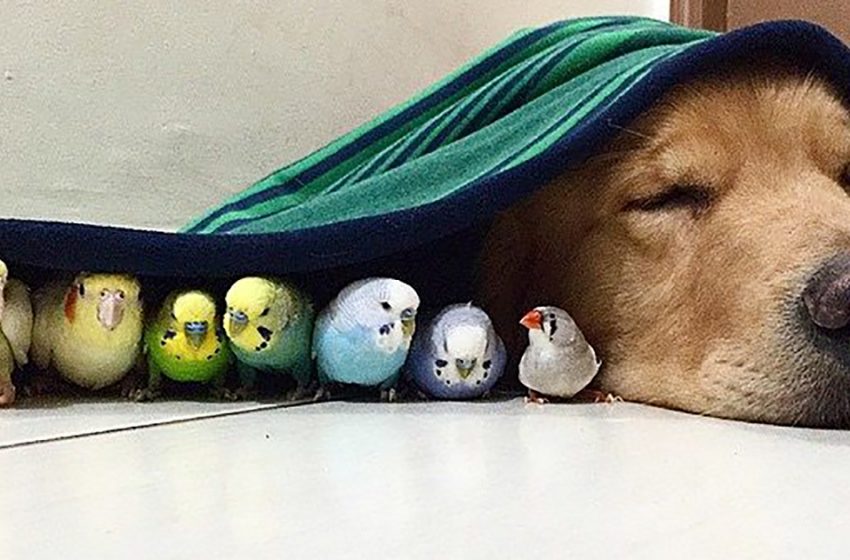  An unbelievable friendship between the dog and birds who live together in the same house