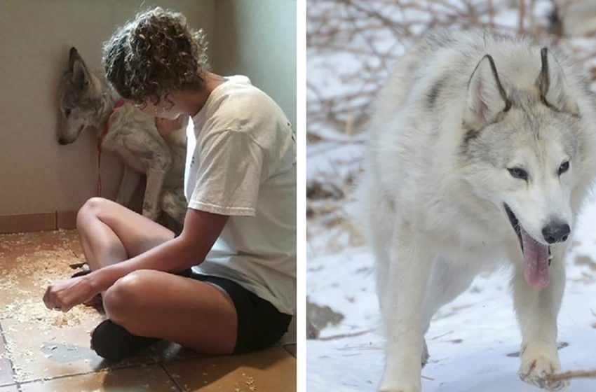  The stray wolfdog finally found his comfort and protection with kind people
