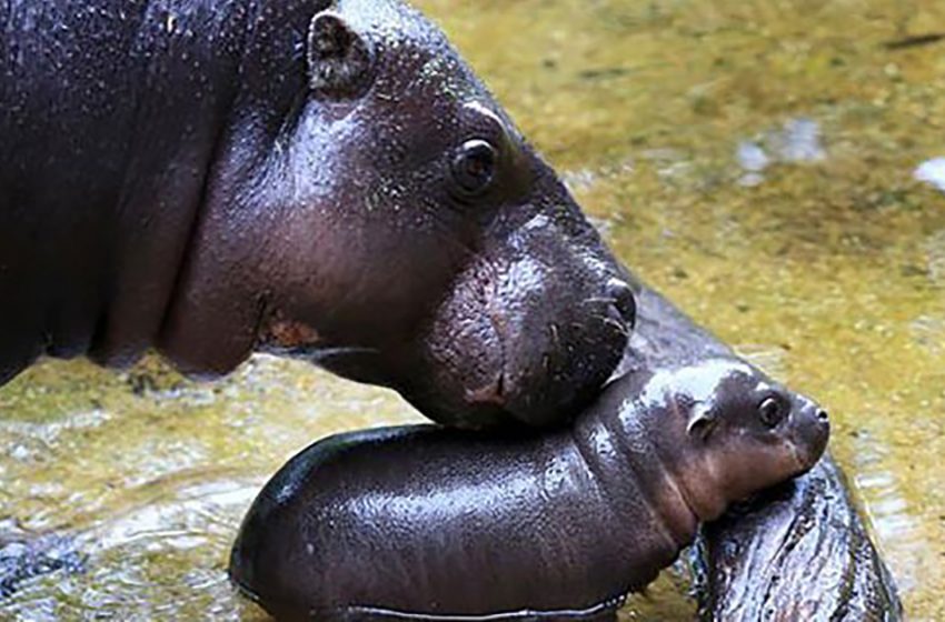  An incredibly fantastic scene of the baby pygmy hippo having his first bath at the Zoo