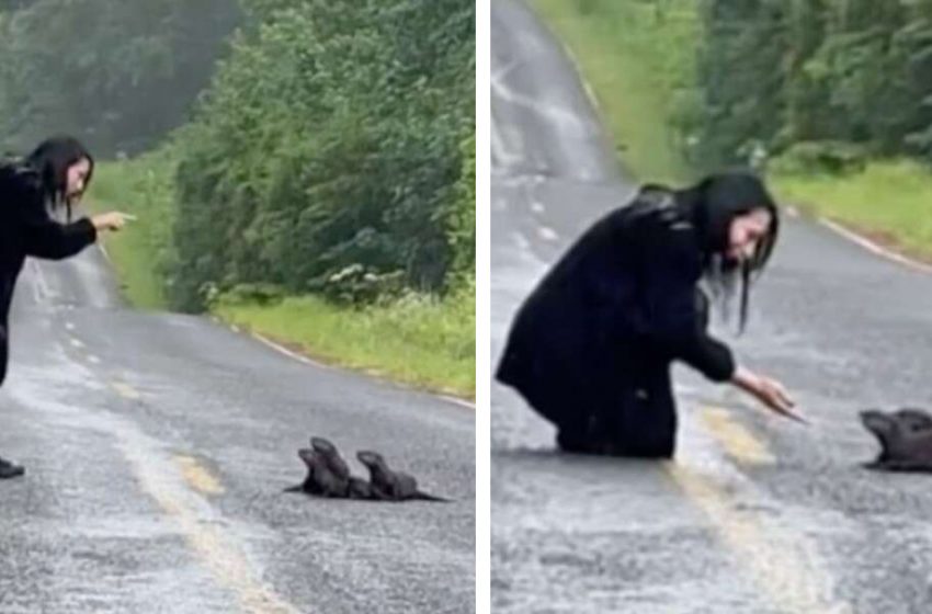  The woman spotted a little animals trying to pass the road and helped them