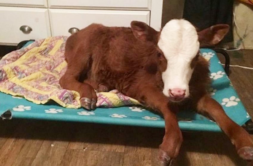  The nice rescued cow felt comforted sleeping in the dog bed