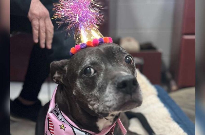  The shelter senior dog was given the best birthday party in her life