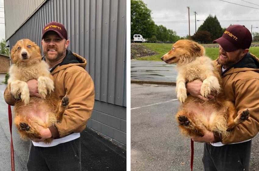  The nice dog was finally reunited with her family after being lost for 2 months