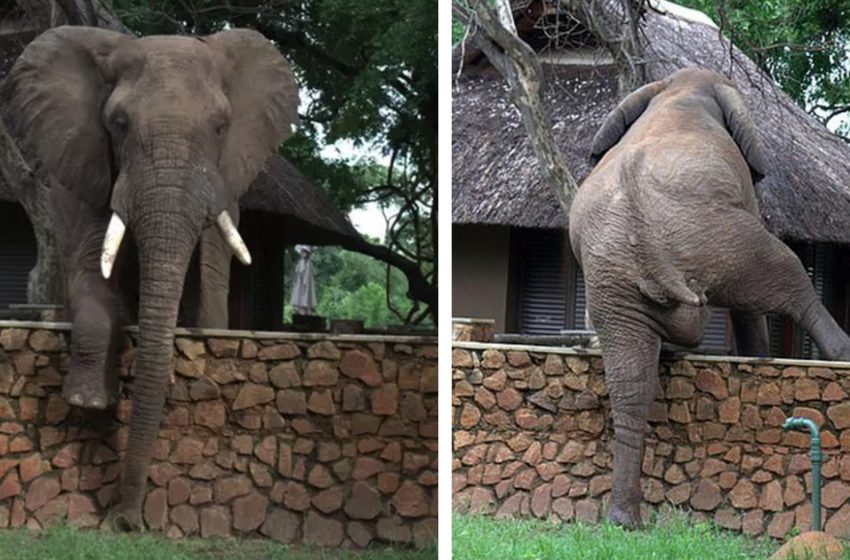  The huge elephant was spotted to climb the high wall to take mangoes