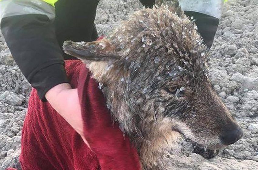  The poor creature being stuck in the ice was saved and found to be a dangerous animal