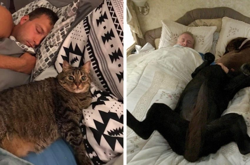  Some cute pics of lovely pets kicking their owners out of their beds and making the scene more adorable