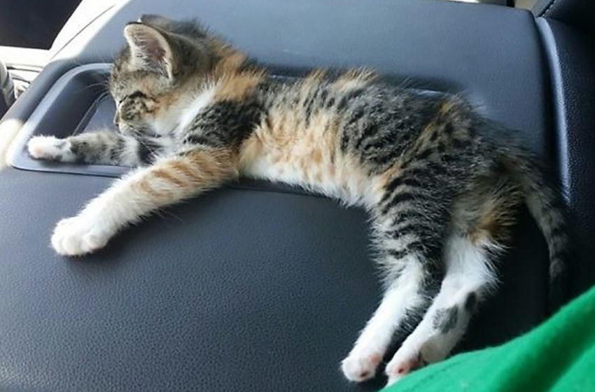  The poor tiny kitten was saved by the kind man who gave her a second chance to live properly