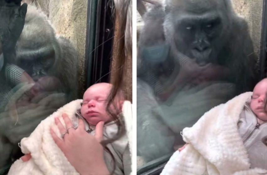  An amazing sight of the wild gorilla bringing her son to meet the woman and her baby