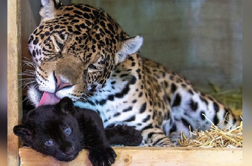  A unique and amazing jaguar was born in the animal sanctuary who attracts everyone with her rare beauty