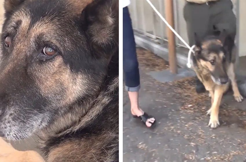  The poor dog was extremely scared of being out of his kennel, until he understood he was going home