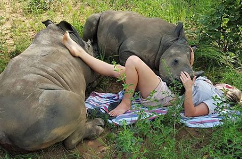  The sweet baby rhino feels comfortable and warm in his caretaker’s arms