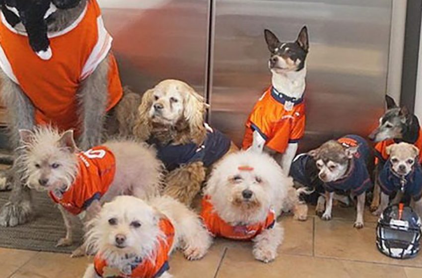  The kind man is a hero for his rescued senior dogs who couldn’t find their forever homes