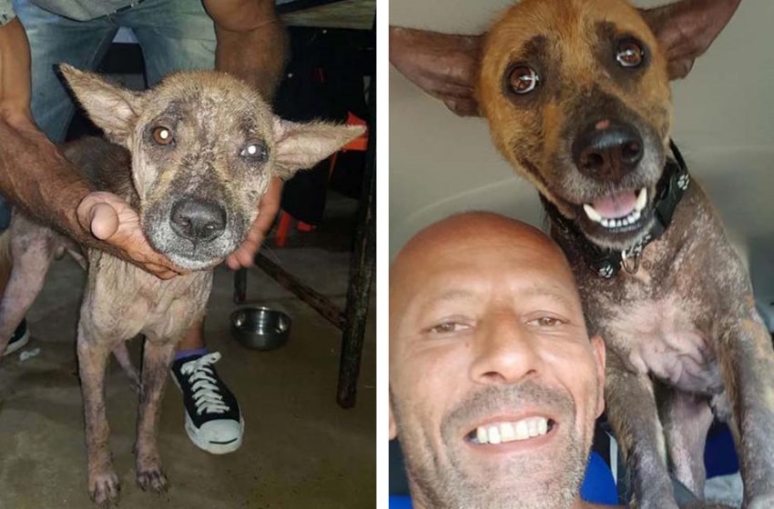  The stray dog, who was abandoned and scared of people, ginally found his comfort and protection
