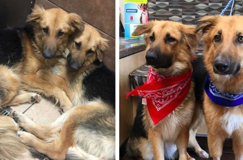  The two lovely shelter dogs managed to find a warm house to live together