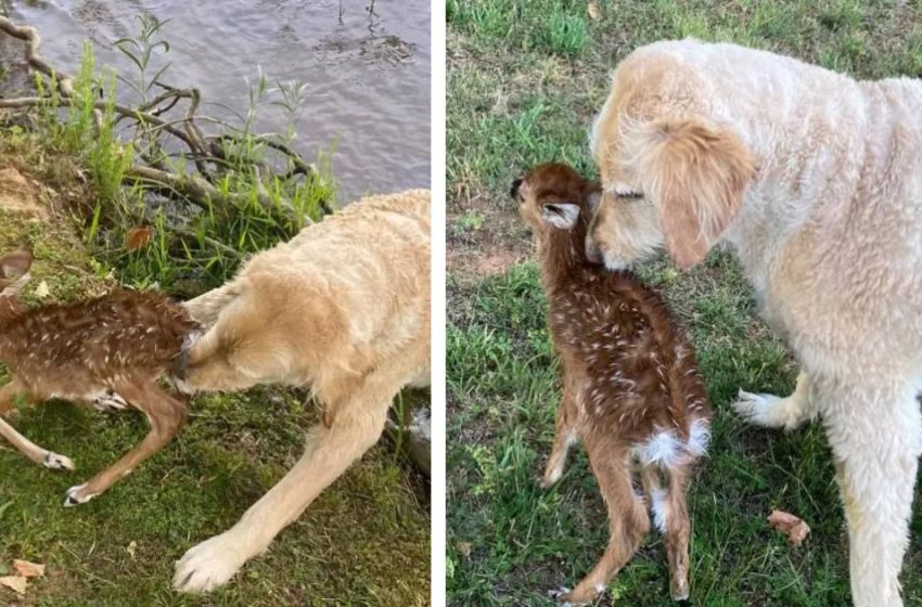  The adorable dog saved the little deer from drawning who later came to thank him