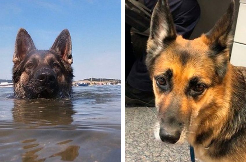  The dog swam to the shore for several hours to save his owner