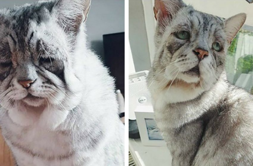 The life of the cat with saggy skin was completely changed after meeting a loving person