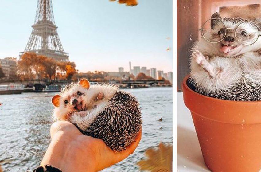  The miraculous hedgehog-traveler, whose photos conquered the whole world