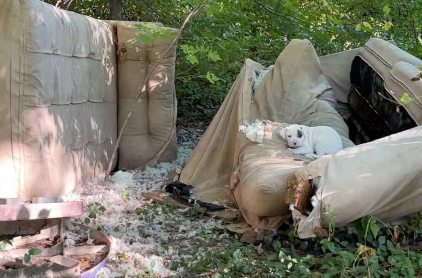  The kind animal rescuer saved the whole family of dogs, who were in trouble