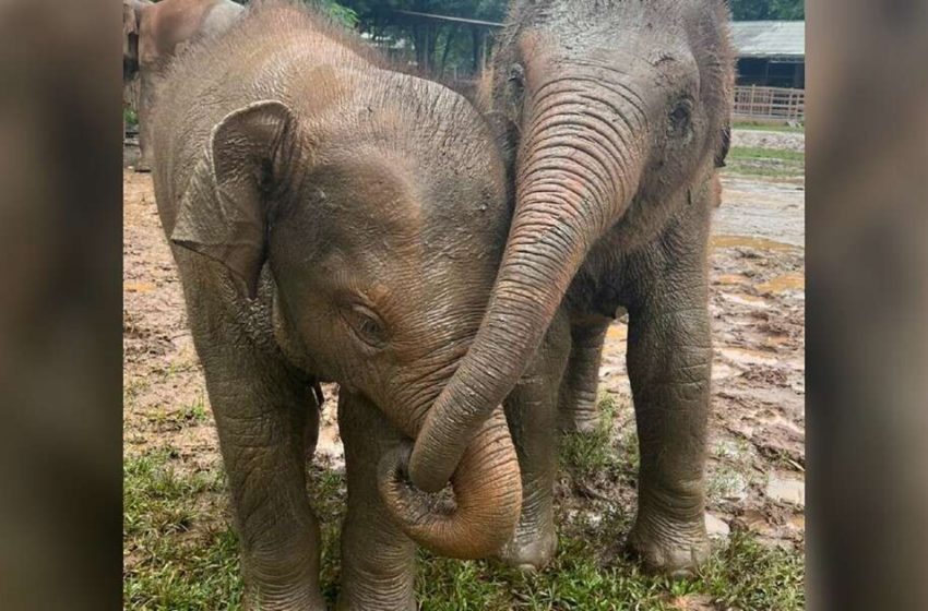  The cute baby elephant is always with her new friend to comfort and support her