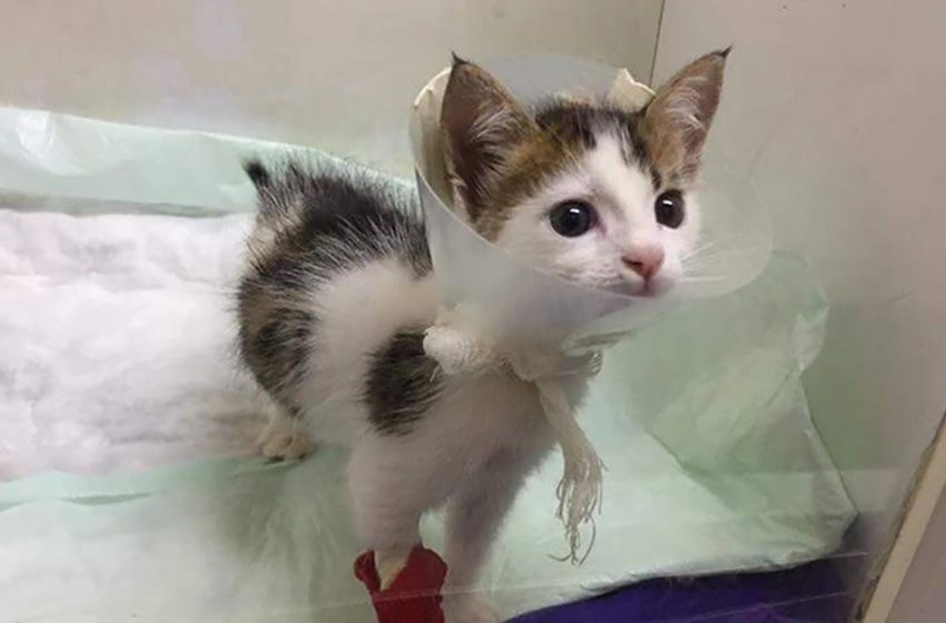  The little cat, found in a trash can, turned out to be a rare creature