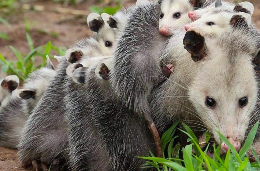  The photographer captured a rare scene of a mother opossum carrying her babies on her back