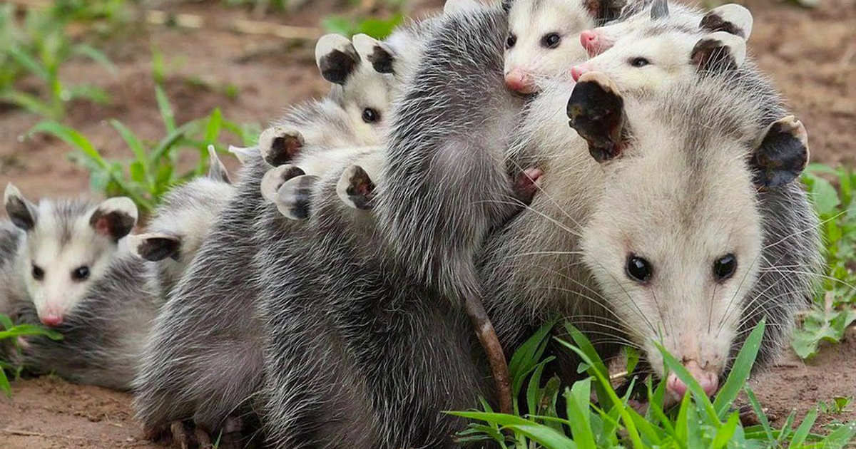 The photographer captured a rare scene of a mother opossum carrying her ...