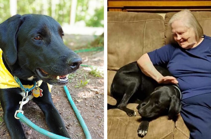  The faithful dog changed the grandma’s life and attitude towards hima after saving her life