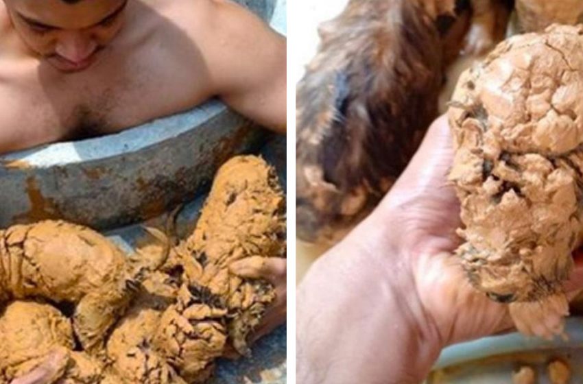  The guy rescued five small animals from the mud but he didn’t immediately understand who they were