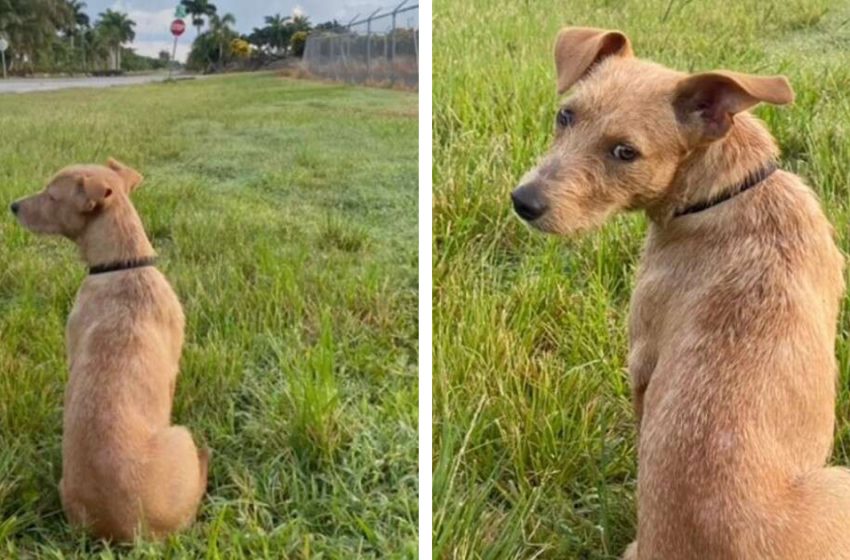  The kind woman helped the poor dog who was staring into the distance waiting for his owners