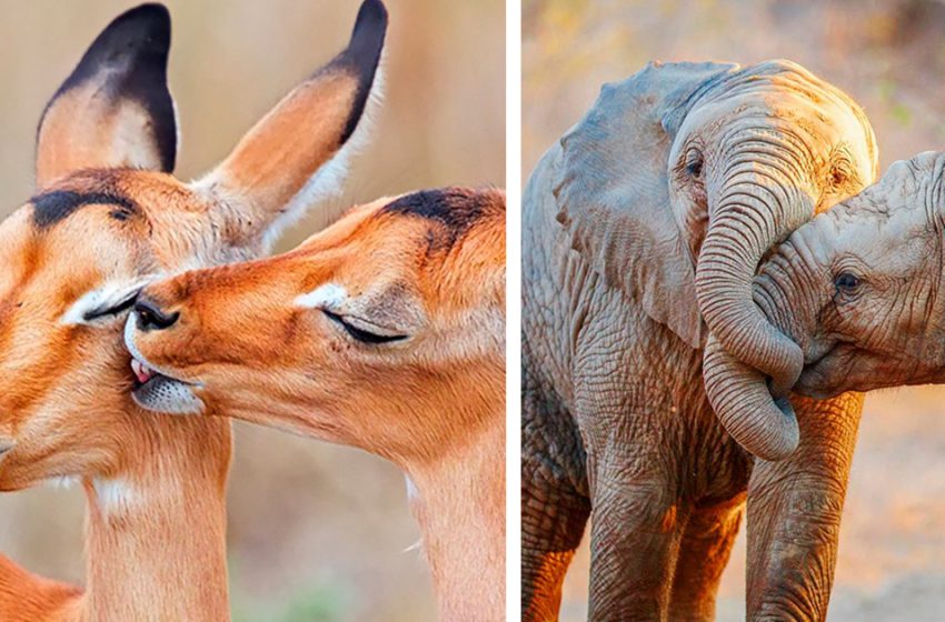  Animals in love: the cutest and most touching photos of the wildlife