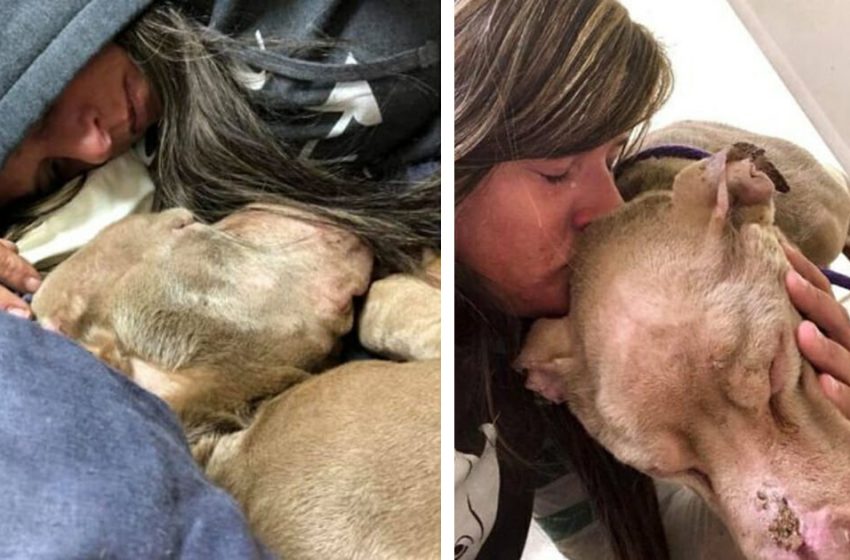  The woman gave the poor dog all the comfort and warmth he needed the most