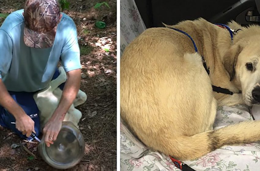  Dog Makes It Through Three Weeks With His Head Inside A Jar Before An Angel Appearance