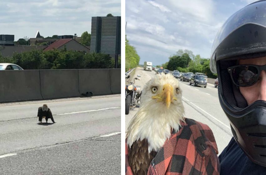  A man sees a bald eagle stuck in traffic and intervenes to save her life