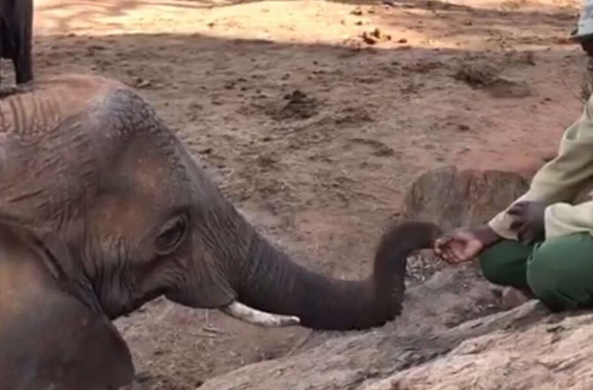  Rescued Elephant Returns to Man Who Raised Her After Emerging From The Wild