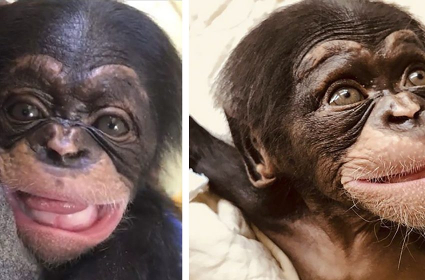  The little chimpanzee cannot help smiling at her rescuers