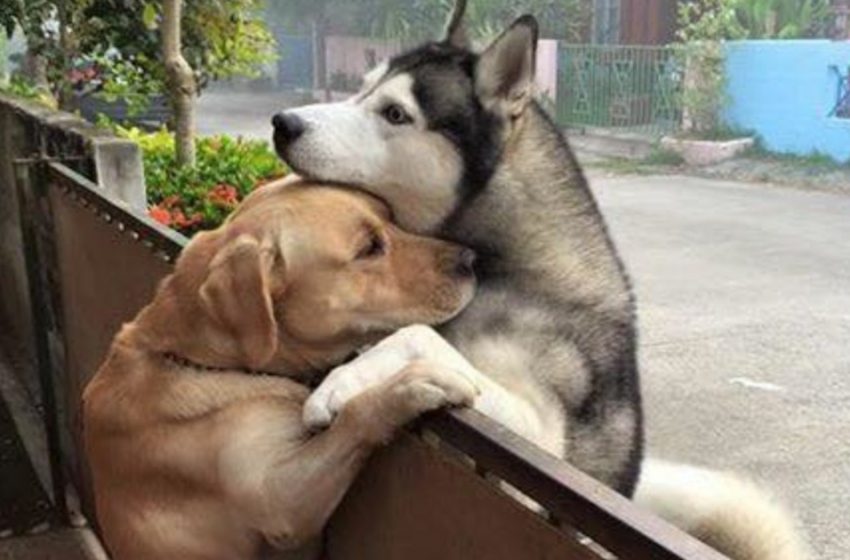  Neighbor Dogs Become Best Friends And Share A Touching Hug Together
