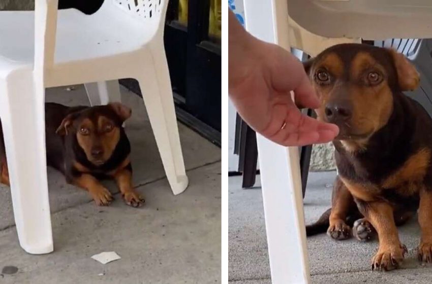  “He Looked So Lost!” Little Dog Waits Outside Dollar Store Hoping Someone Will Helps Him