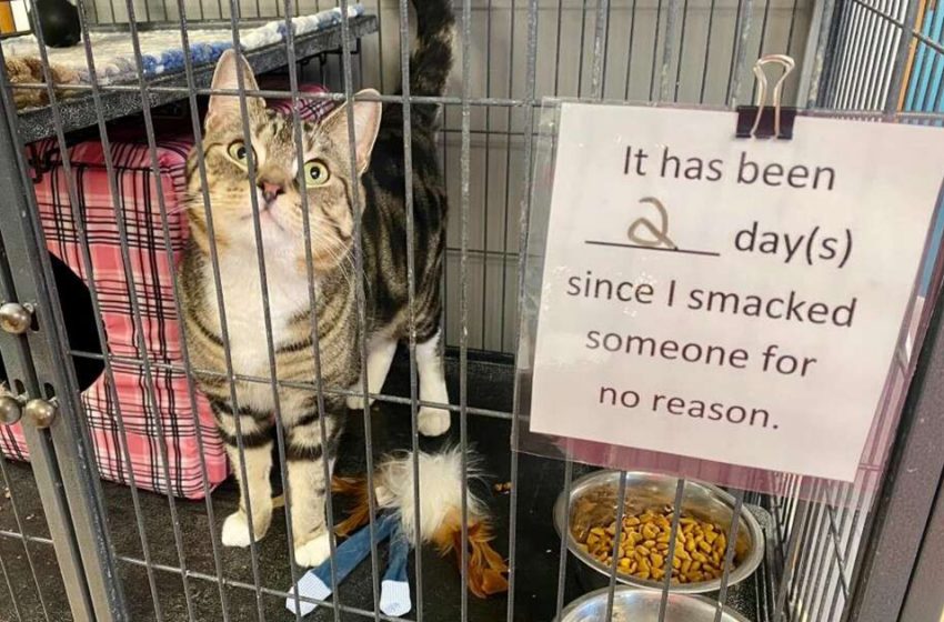  Sassy Shelter Cat Gets The Most Hilarious Notice Put On His Cage