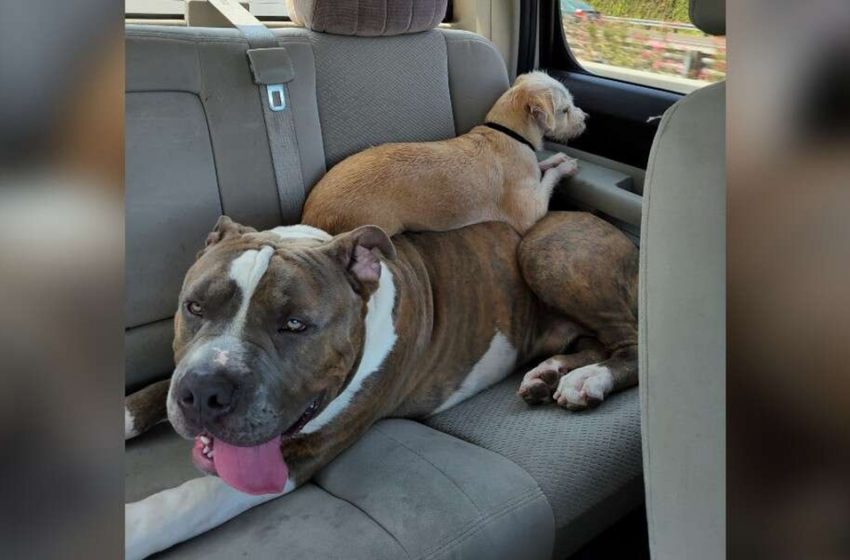  Giant Pit Bull With A Big Heart Can’t Find His Forever Home Because Of His Size
