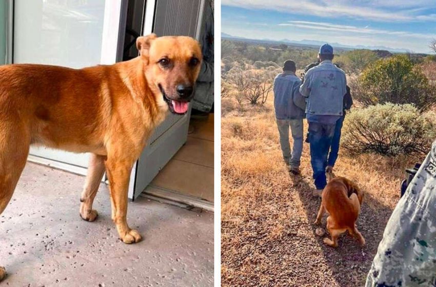  Rescuers Fail To Find Man Lost In Desert, So They Ask His Dog For Help