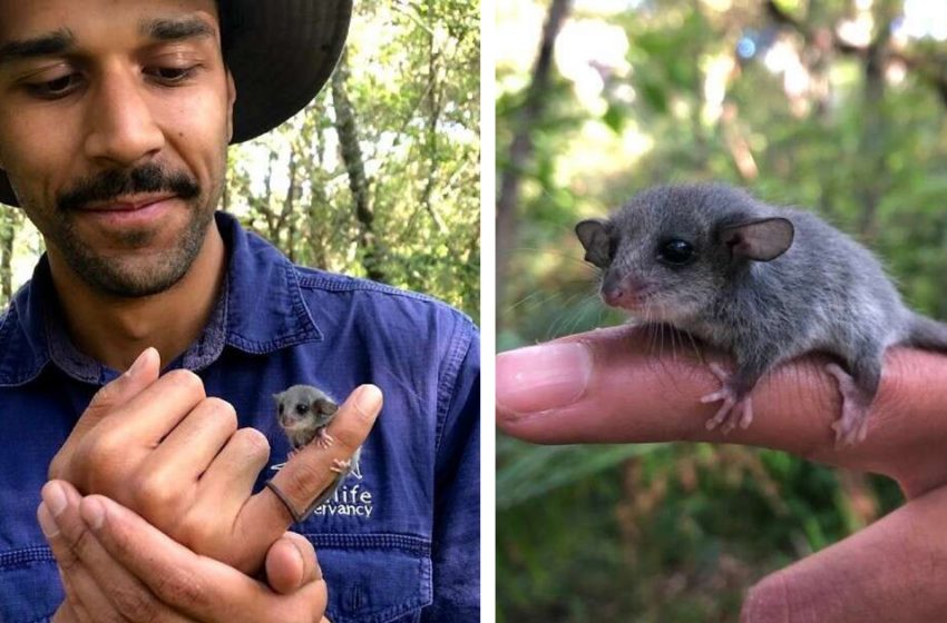  Researchers Find Tiniest Baby Animal And Are Thrilled To Realize There’s Even More