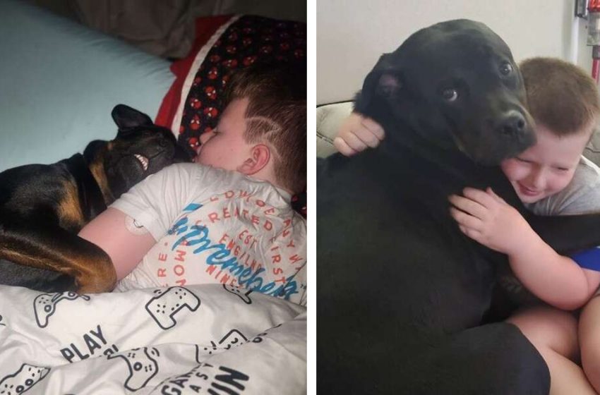  Dog Cuddles Her Brother To Sleep And Ends Up Saving His Life