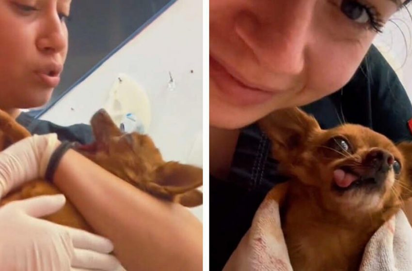 Veterinary Nurse Has Sweetest Way Of Greeting Pets Waking After Surgery